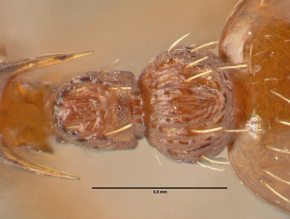 Myrmica scabrinodis, Arbeiterin, Detail Petiolus und Postpetiolus dorsal