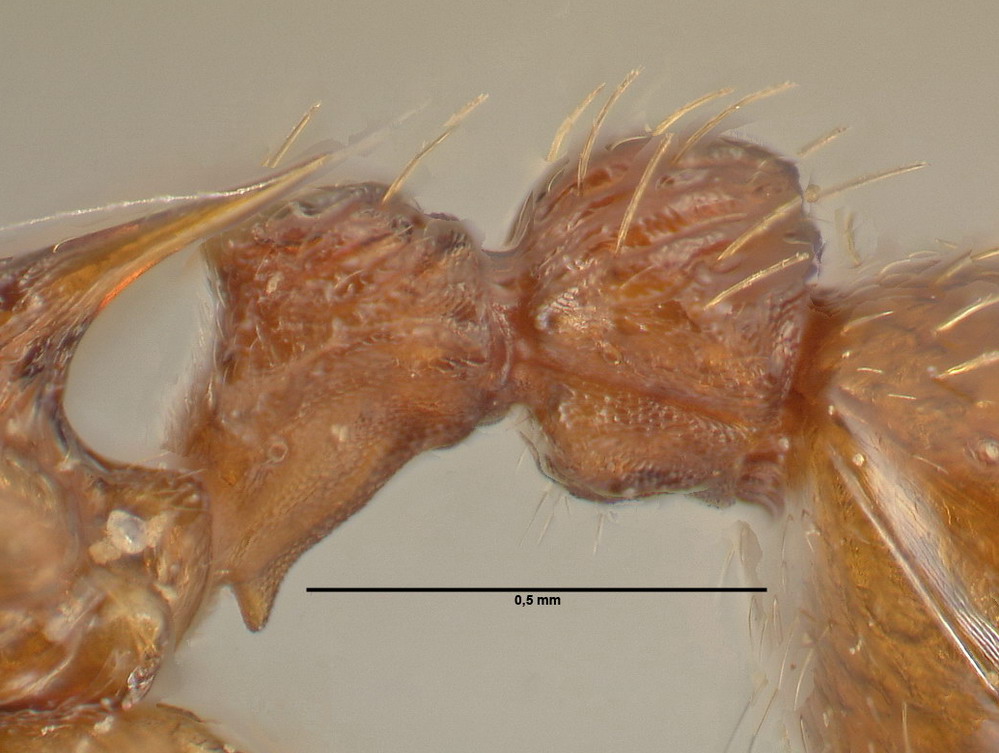 Myrmica scabrinodis, Arbeiterin, Detail Petiolus und Postpetiolus lateral
