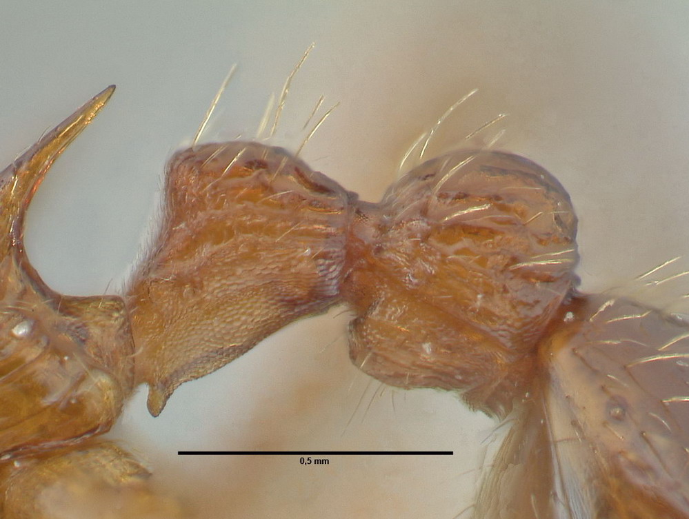 Myrmica schencki, Arbeiterin, Detail Petiolus und Postpetiolus lateral