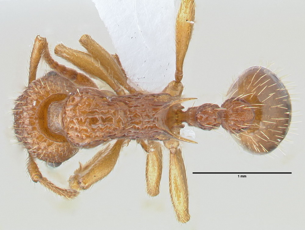 Myrmica sabuleti, Arbeiterin, dorsal