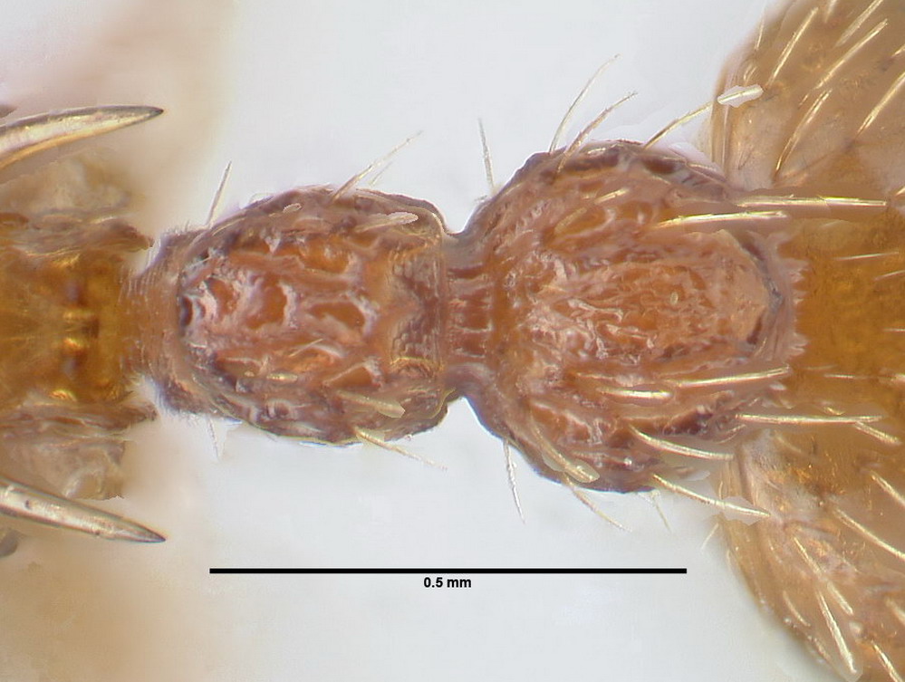 Myrmica sabuleti, Arbeiterin, Detail Petiolus und Postpetiolus dorsal