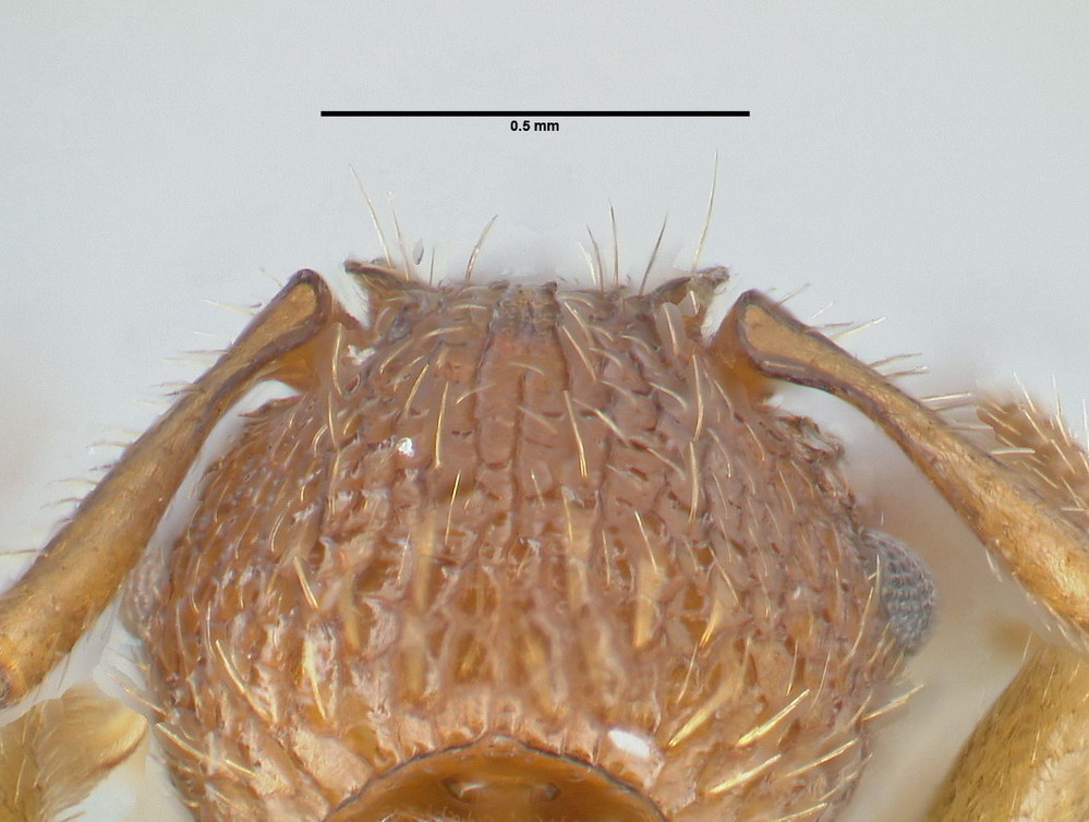 Myrmica sabuleti, Arbeiterin, Detail Scapus-Gelenke