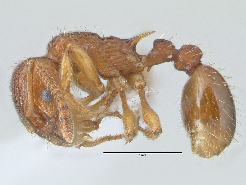 Myrmica sabuleti, Arbeiterin, lateral