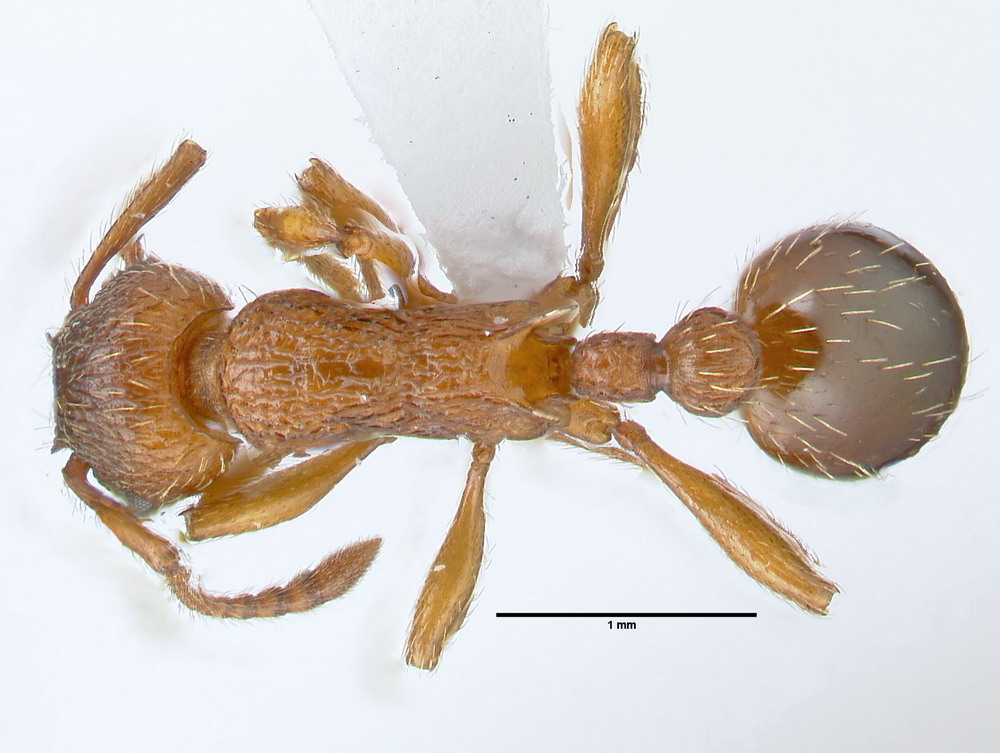 Myrmica specioides, Arbeiterin, dorsal