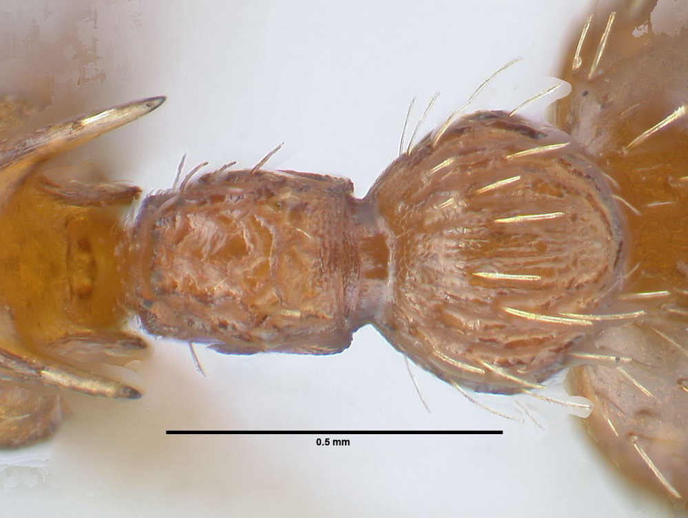 Myrmica specioides, Arbeiterin, Detail Scapus-Gelenke