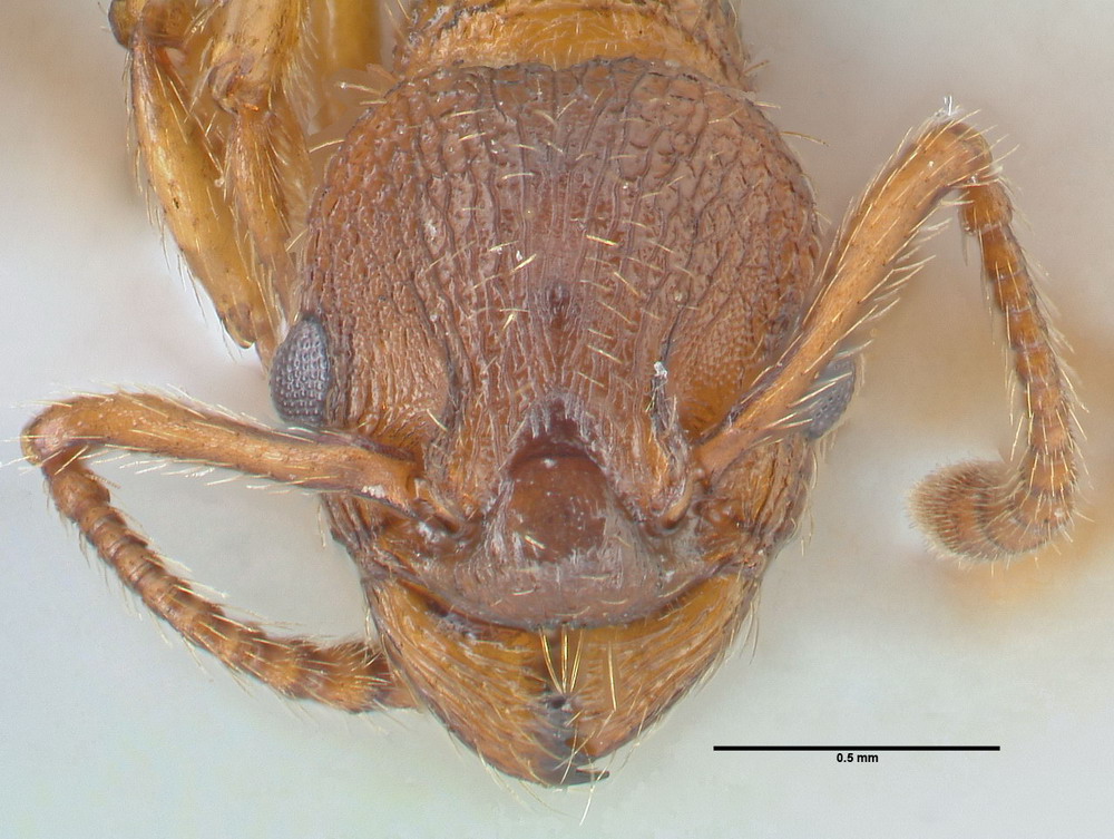 Myrmica specioides, Arbeiterin, frontal