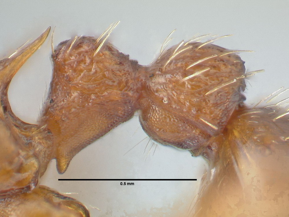 Myrmica specioides, Arbeiterin, Detail Petiolus und Postpetiolus lateral