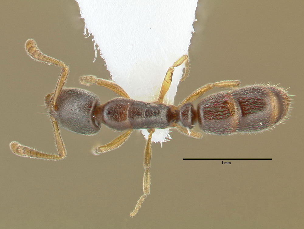 Ponera coarctata, Arbeiterin, dorsal Ponera coarctata, Arbeiterin, dorsal