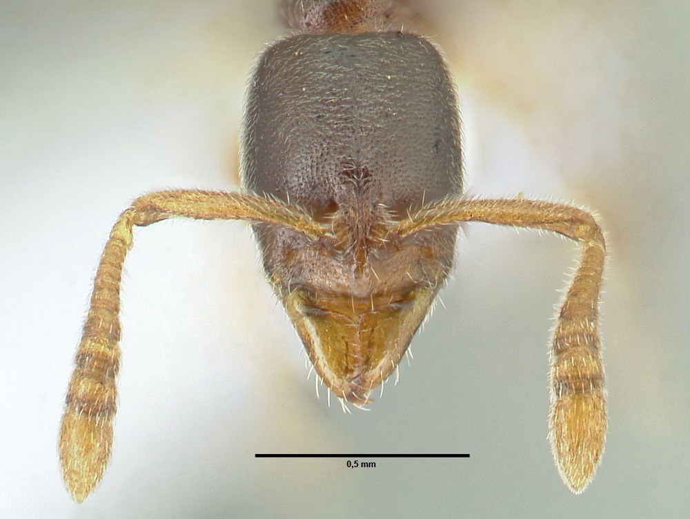 Ponera coarctata, Arbeiterin, frontal Ponera coarctata, Arbeiterin, frontal