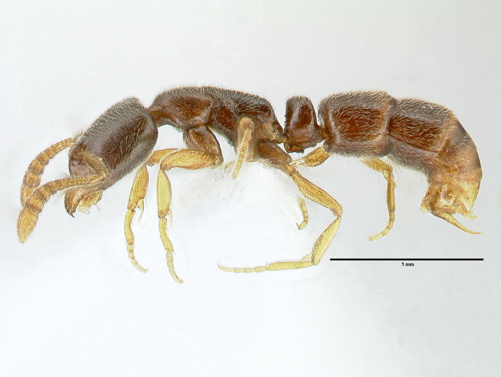 Ponera coarctata, Arbeiterin, lateral Ponera coarctata, Arbeiterin, lateral