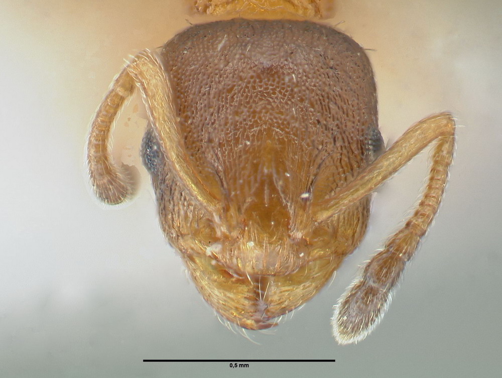 Temnothorax affinis, Arbeiterin, frontal