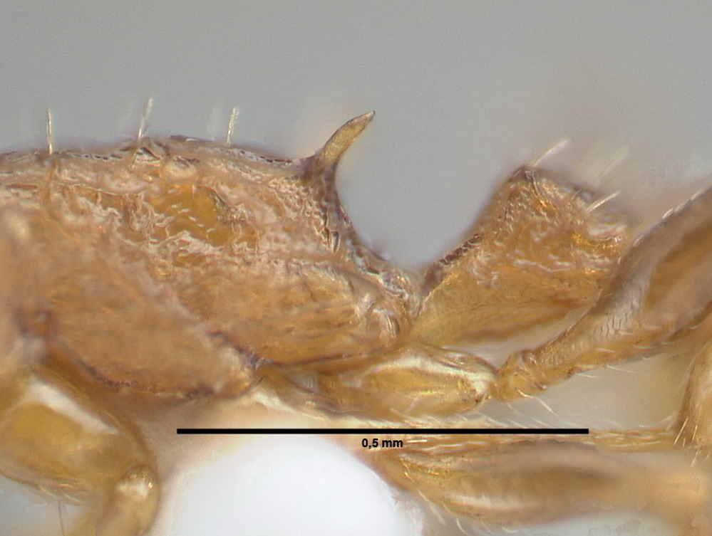 Temnothorax affinis, Arbeiterin, Propodealdorn