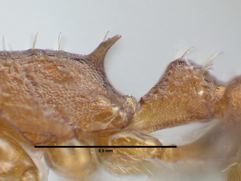 Temnothorax affinis, Arbeiterin, Propodealdorn