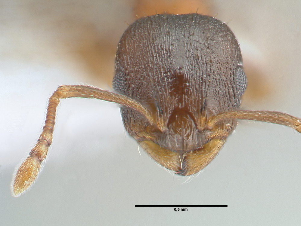 Temnothorax corticalis, Arbeiterin, frontal