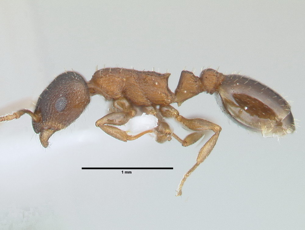 Temnothorax corticalis, Arbeiterin, lateral