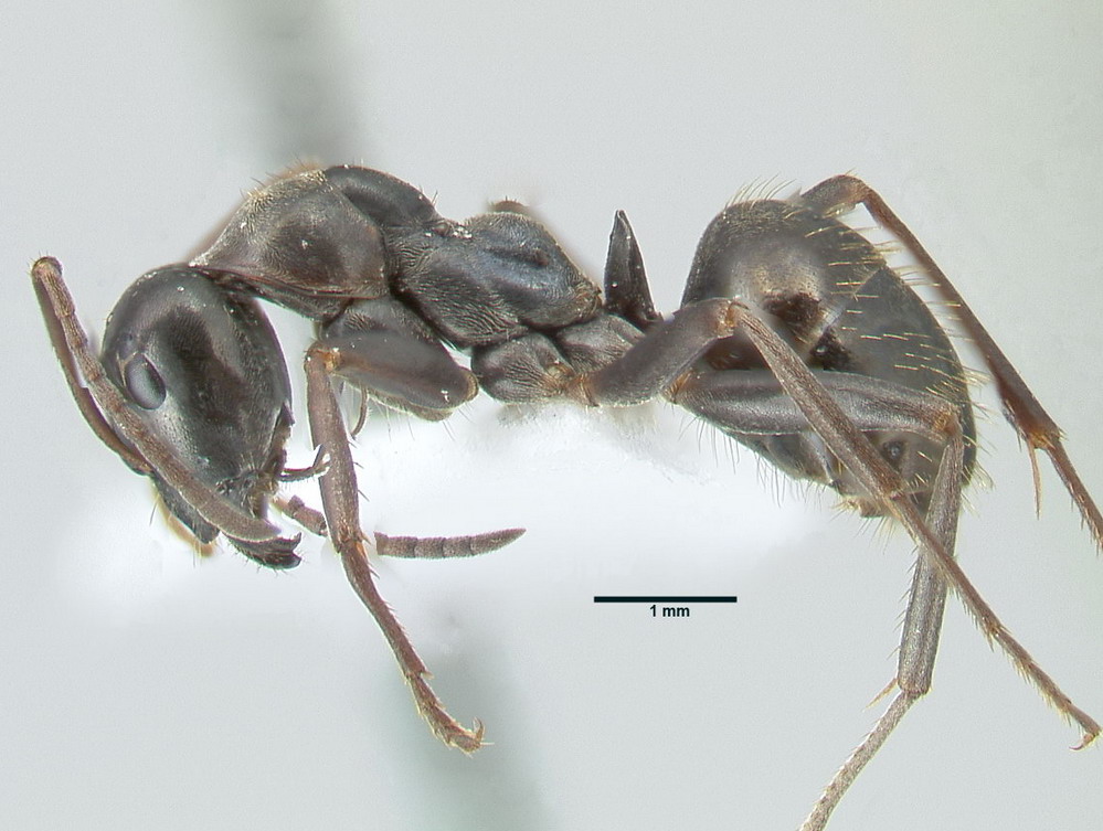 Formica gagates, große Arbeiterin, lateral