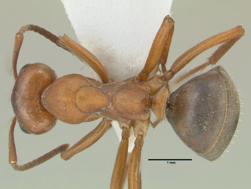 Formica sanguinea, große Arbeiterin, dorsal