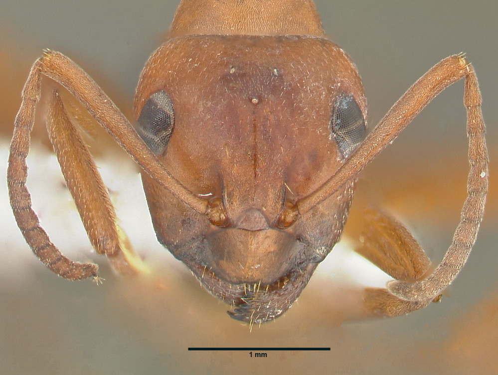 Formica sanguinea, große Arbeiterin, frontal