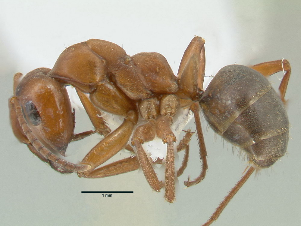 Formica sanguinea, große Arbeiterin, lateral