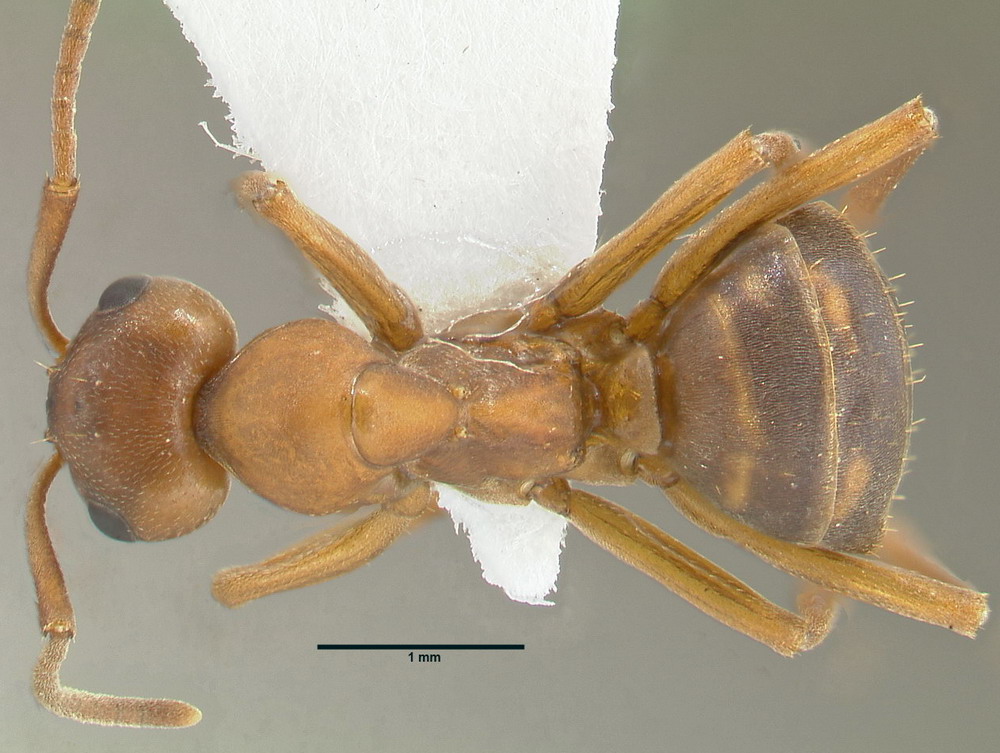 Formica sanguinea, kleine Arbeiterin, dorsal