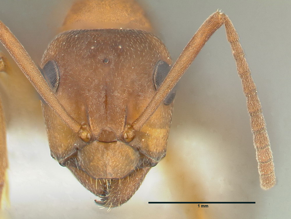 Formica sanguinea, kleine Arbeiterin, frontal
