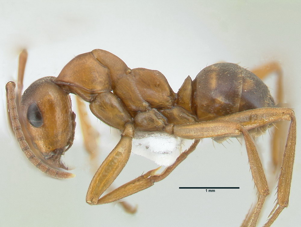 Formica sanguinea, kleine Arbeiterin, lateral